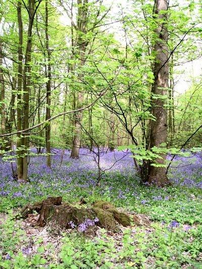 Bluebell woods at Marden